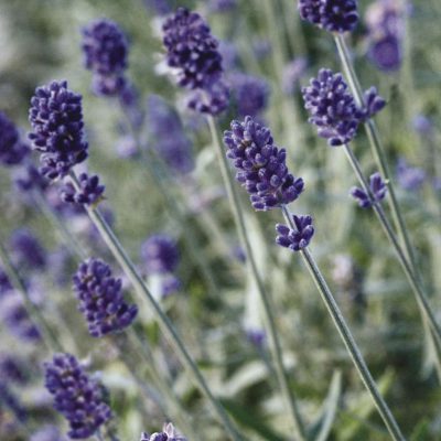 Lavender Vicenza Blue