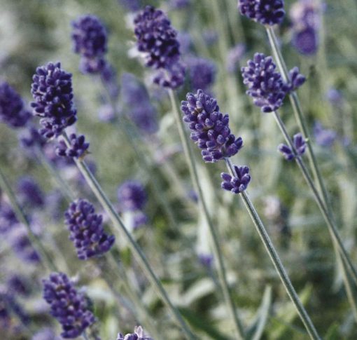 Lavender Vicenza Blue