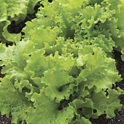 Lettuce Black Seeded Simpson