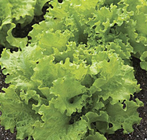 Lettuce Black Seeded Simpson