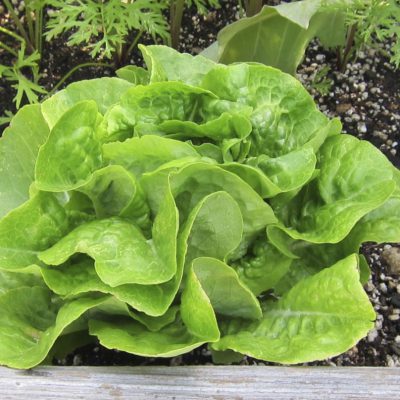 Lettuce Buttercrunch