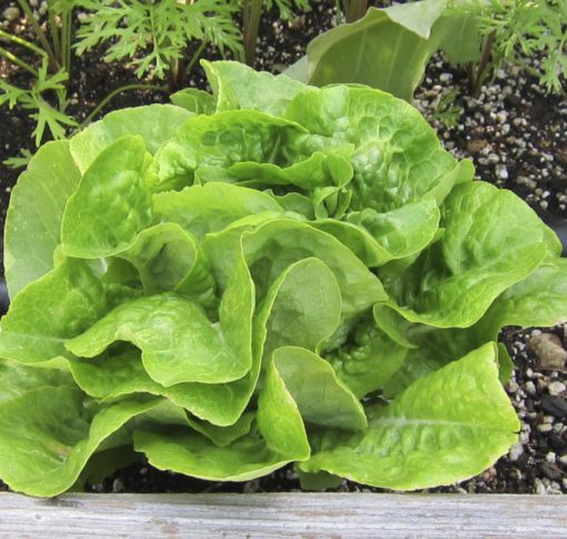 Lettuce Buttercrunch