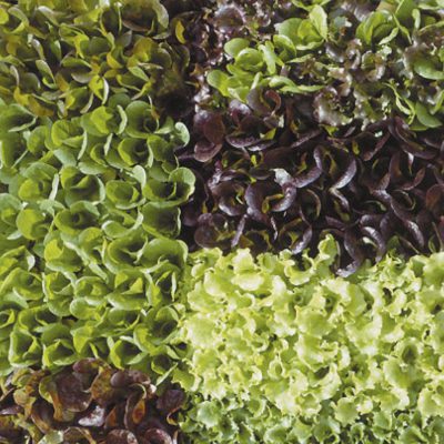 Lettuce Mesclun Baby Leaf