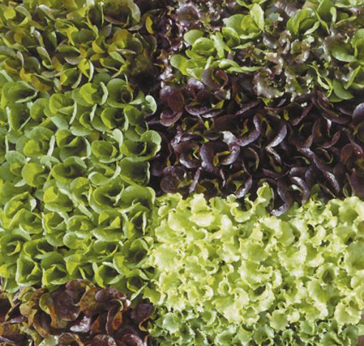 Lettuce Mesclun Baby Leaf