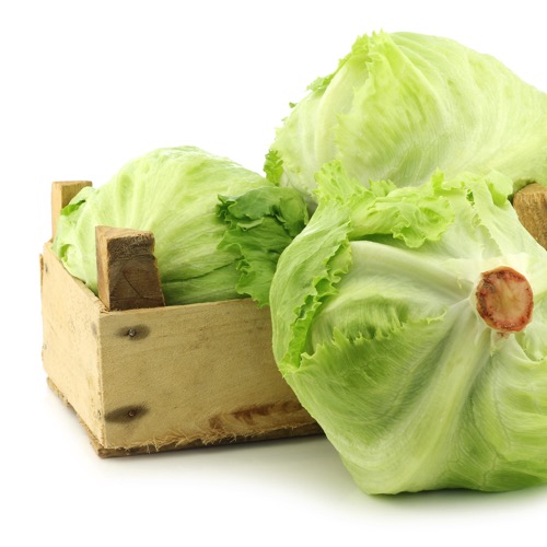 Lettuce Great Lakes 659