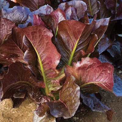 Lettuce Thurinus