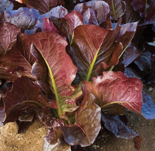 Lettuce Thurinus