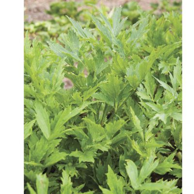 Lovage