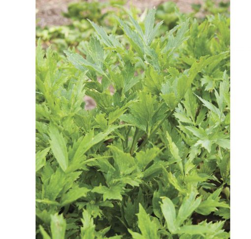 Lovage