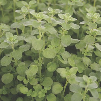 Marjoram Sweet