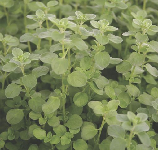 Marjoram Sweet