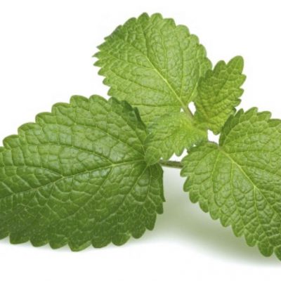 Lemon Balm