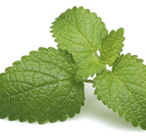Lemon Balm