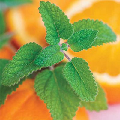 Melissa Mandarina Orange Balm