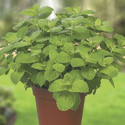 Mint Apple