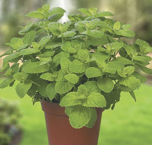 Mint Apple