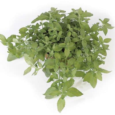 Mint Banana