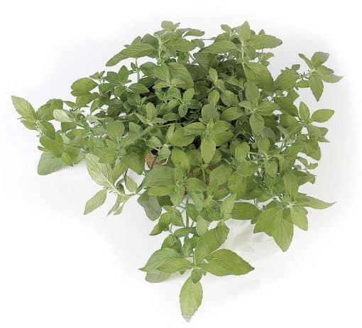 Mint Banana