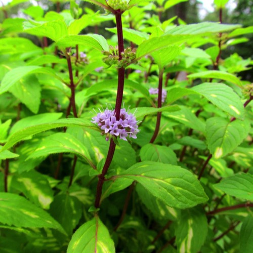 Mint Ginger