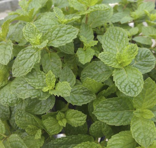 Mint Mojito
