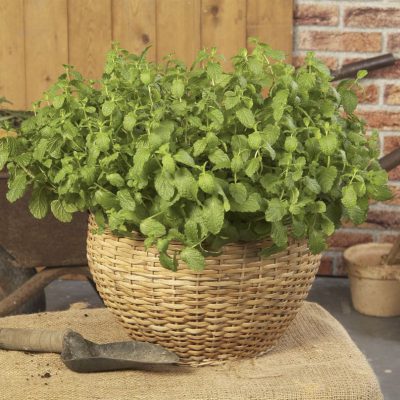Mint Moroccan