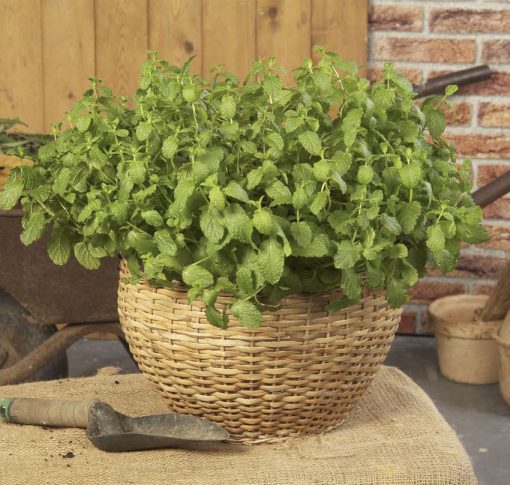 Mint Moroccan