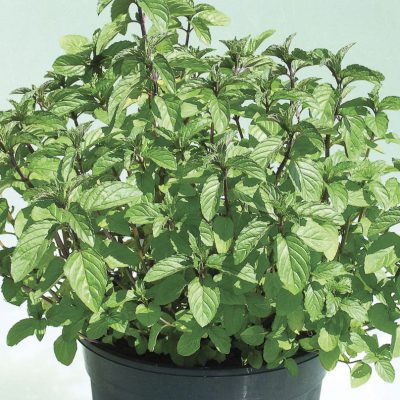Mint Peppermint