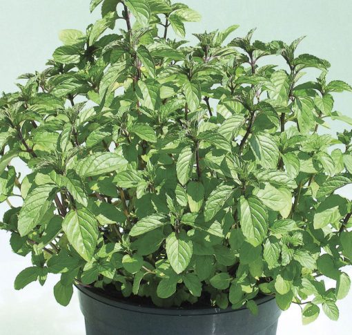 Mint Peppermint