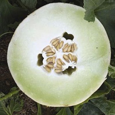 Muskmelon Earli Dew