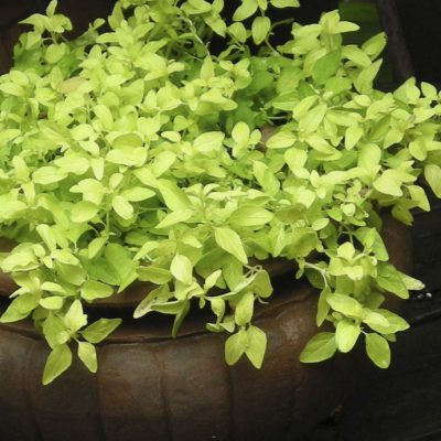 Oregano Golden