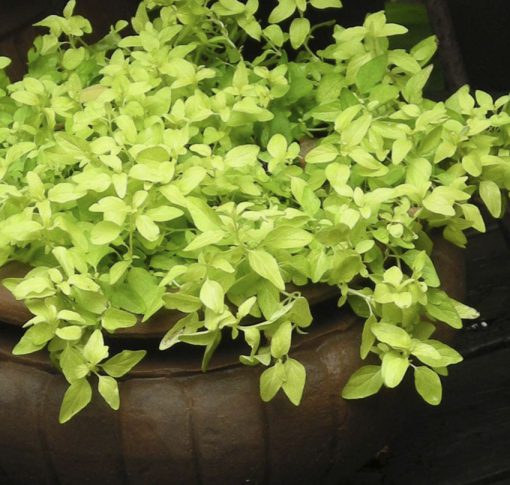 Oregano Golden