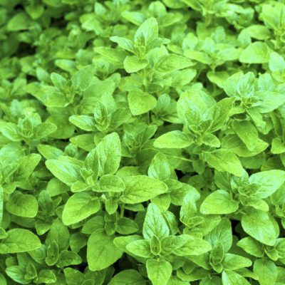 Oregano Greek