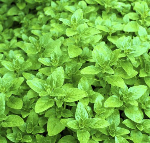 Oregano Greek
