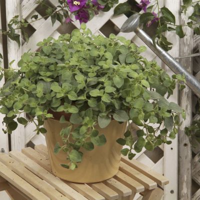 Oregano Hot & Spicy