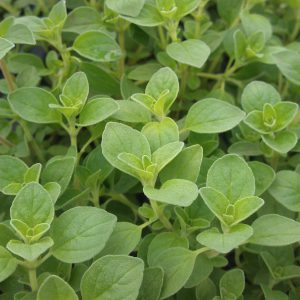 Oregano Italian plant close up in the garden