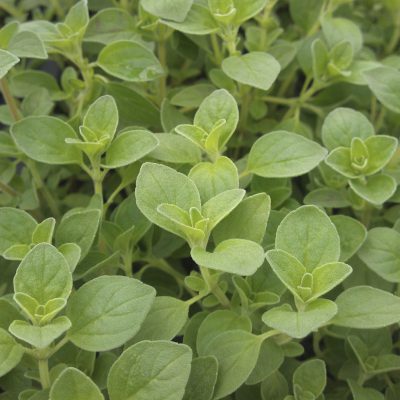Oregano Italian