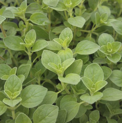 Oregano Italian