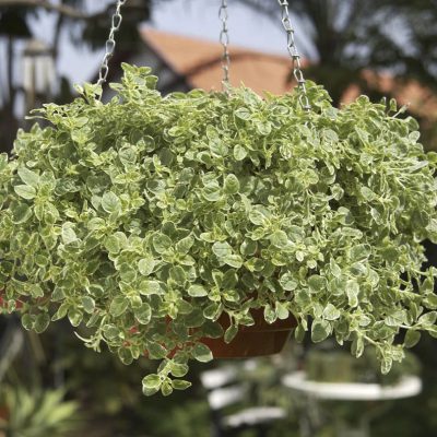 Oregano Variegated