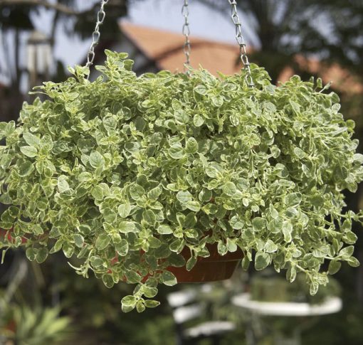 Oregano Variegated
