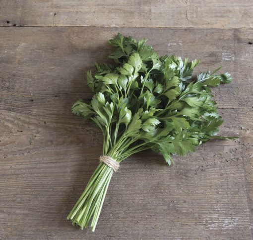 Parsley Giant of Italy