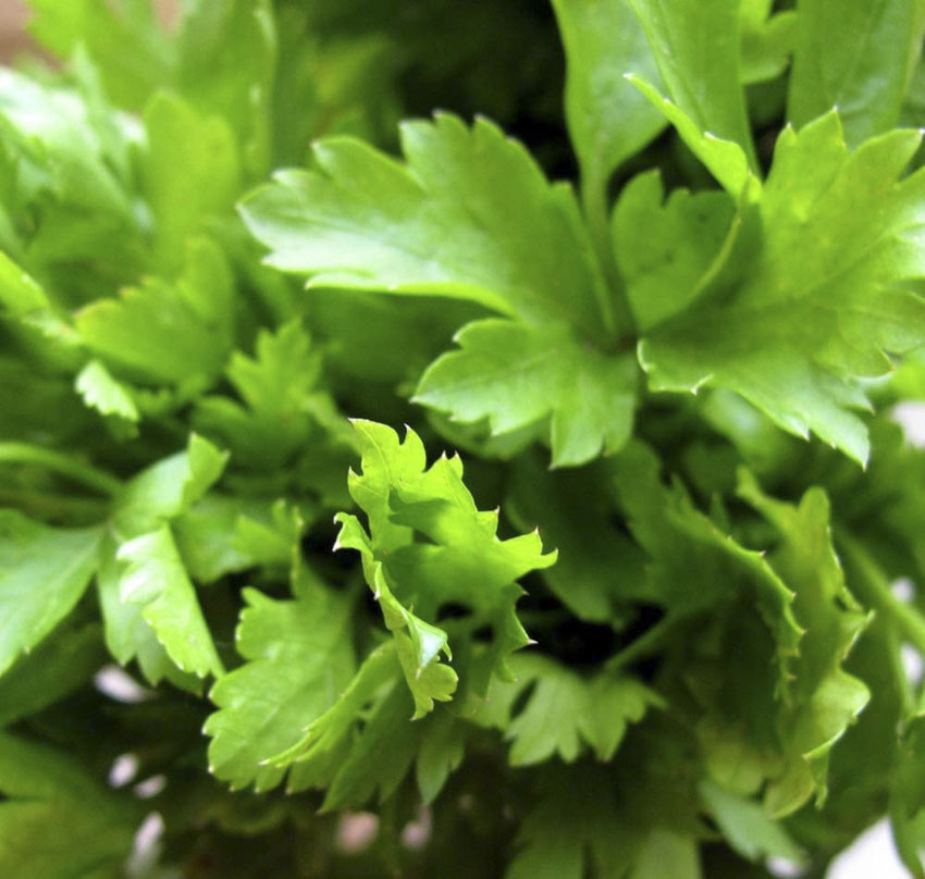 Parsley Italian Sweet Valley by Jolly Farmer