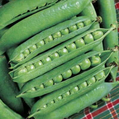 Peas Green Arrow