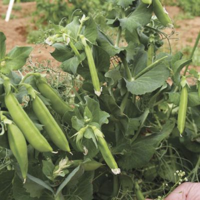 Peas Sugar Lace