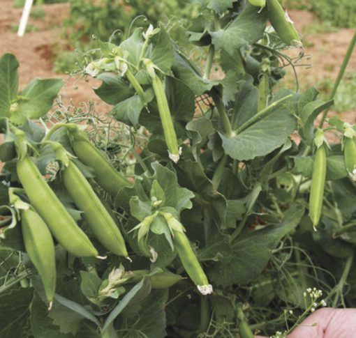 Peas Sugar Lace