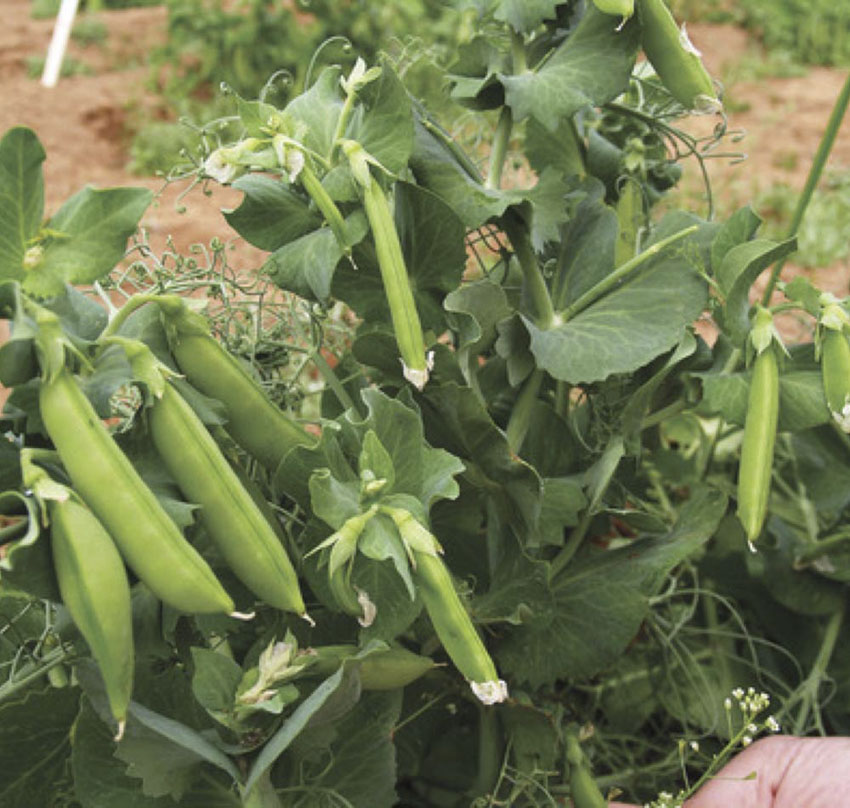 Peas Sugar Lace Sweet Valley by Jolly Farmer