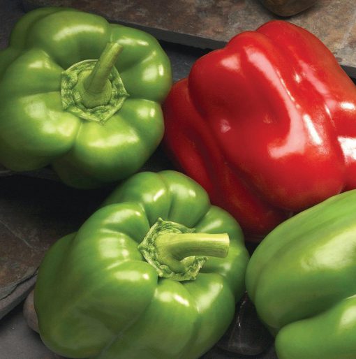 Pepper Hungarian Cheese Mix