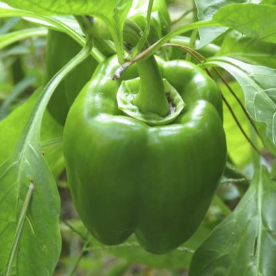 Pepper Cali Wonderful