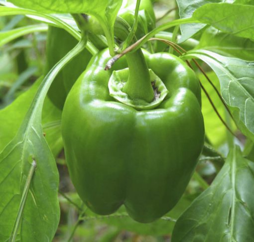 Pepper Cali Wonderful