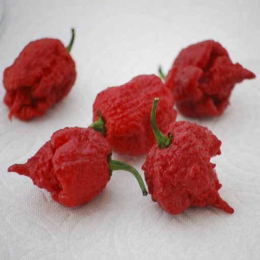 Pepper Carolina Reaper