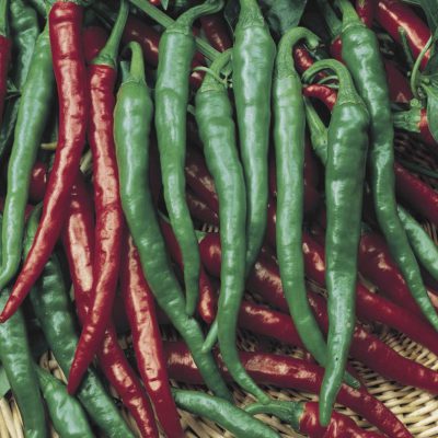 Pepper Cayenne Long Thin